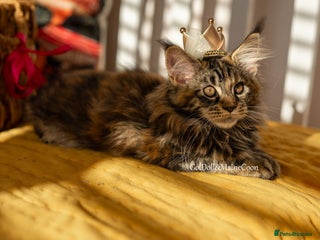 Maine Coon cats - Advert 19