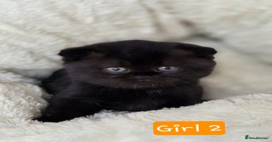 Scottish Fold cats - Advert 10