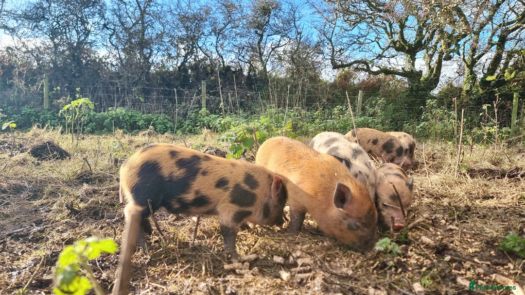 Pig livestock for sale: Minature Pigs (7/8 Juliana) - Advert 6