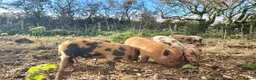 Pig livestock for sale: Minature Pigs (7/8 Juliana) - Advert 6
