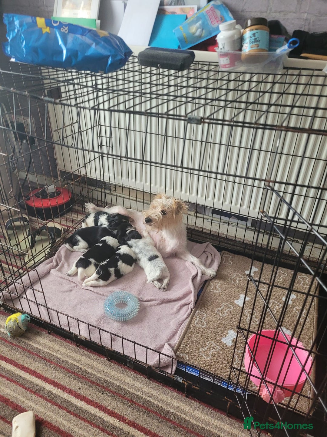 Mixed Breed dogs for sale: Jack russell pups - Image 8