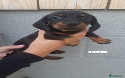 Dachshund dogs for sale: A lovely litter of Dachshund pups  - Image 4