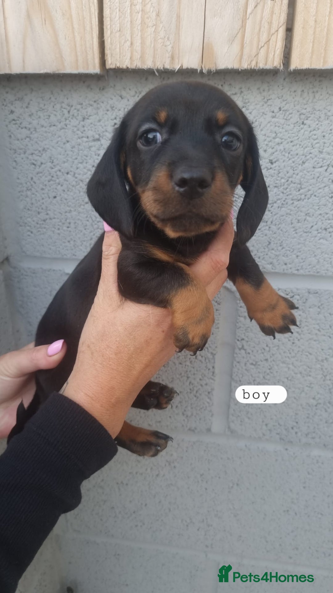 Dachshund dogs for sale: A lovely litter of Dachshund pups  - Image 4