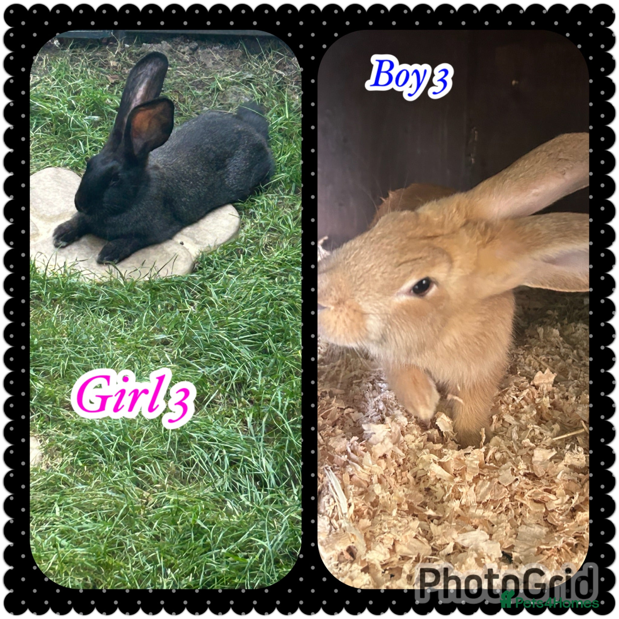 Continental Giant rabbits Continental giant babies 1girl &1 boy  - Advert 1