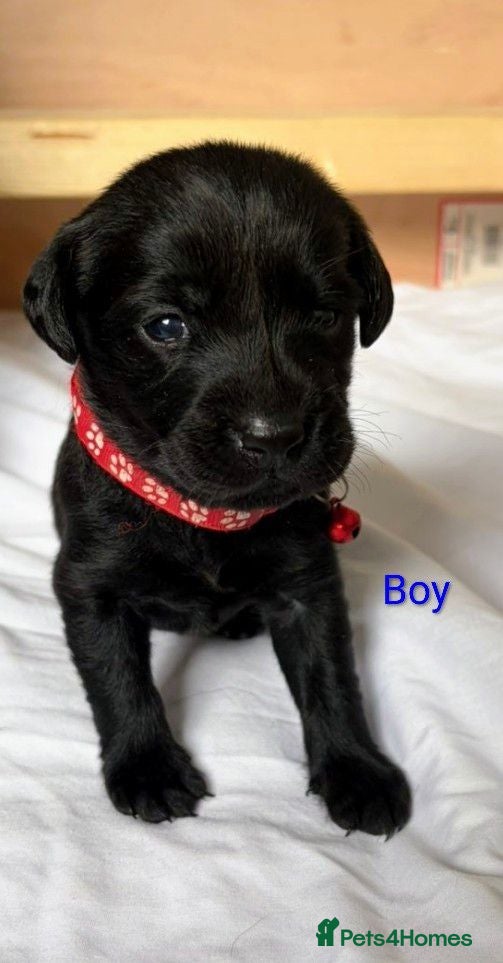 Labrador Retriever dogs Black Labrador Puppies  - Advert 1