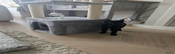 Mixed Breed cats for sale: Two sister kittens for sale in Middlesbrough - Advert 3