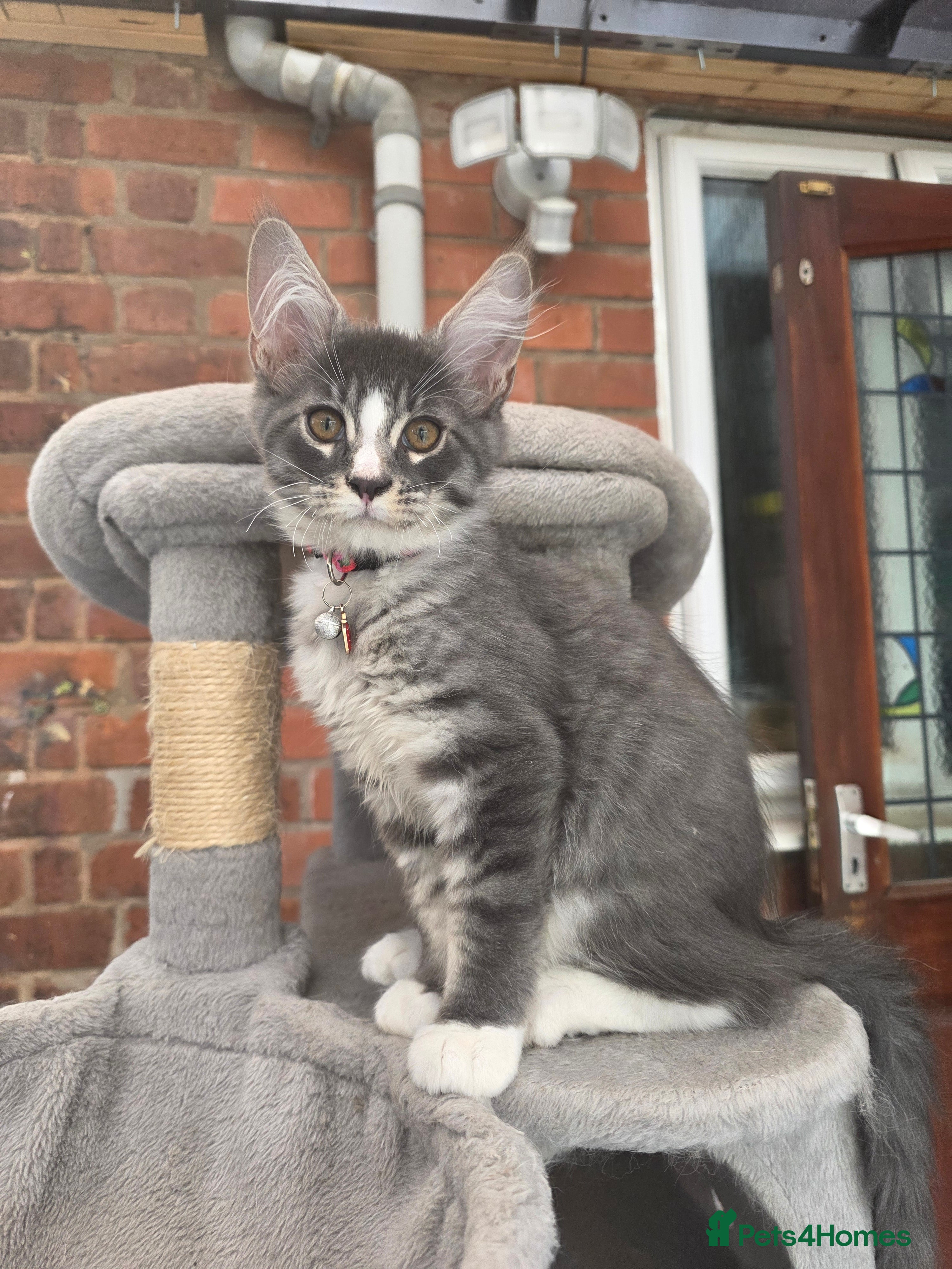 Maine Coon cats ❤️ TICA Registered Maine Coon Kittens Ready Now ❤️ - Advert 2