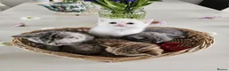 British Shorthair cats for sale: 🐾 🥰 British Shorthair Kittens 🥰🐾 - Advert 2