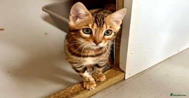 Bengal cats - Advert 1