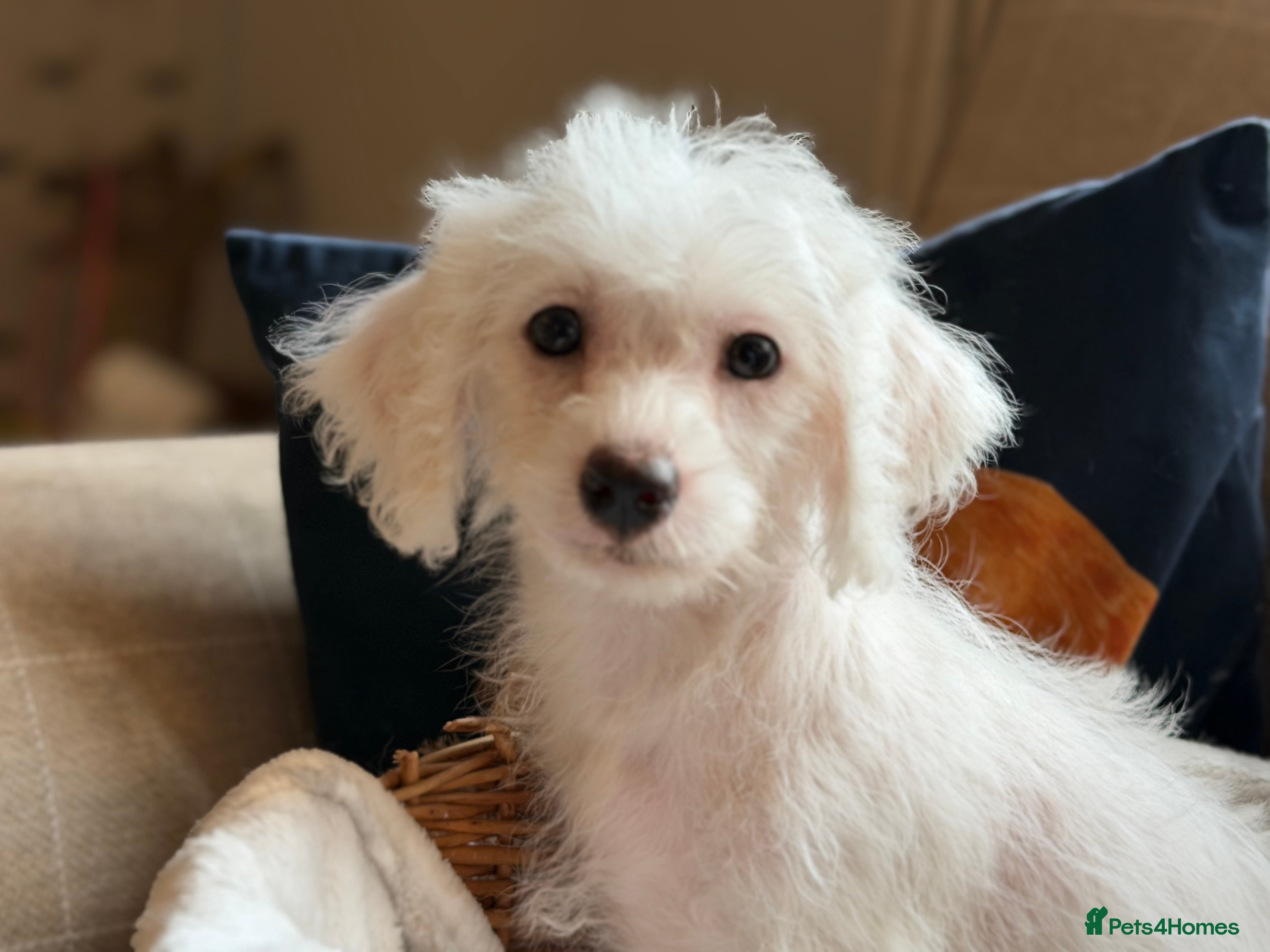 Jackapoo dogs Gorgeous jackapoo pups ready now  - Advert 2