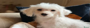 Jackapoo 4