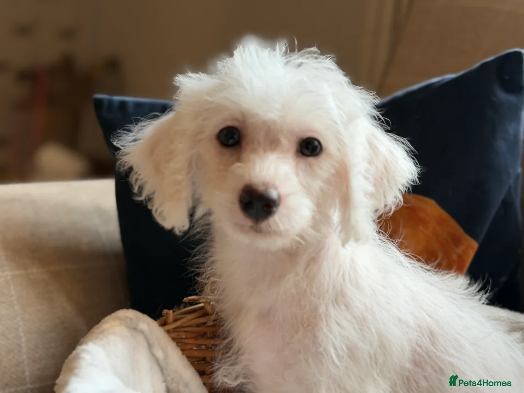 Jackapoo dogs for sale: Gorgeous jackapoo pups ready now  - Advert 2