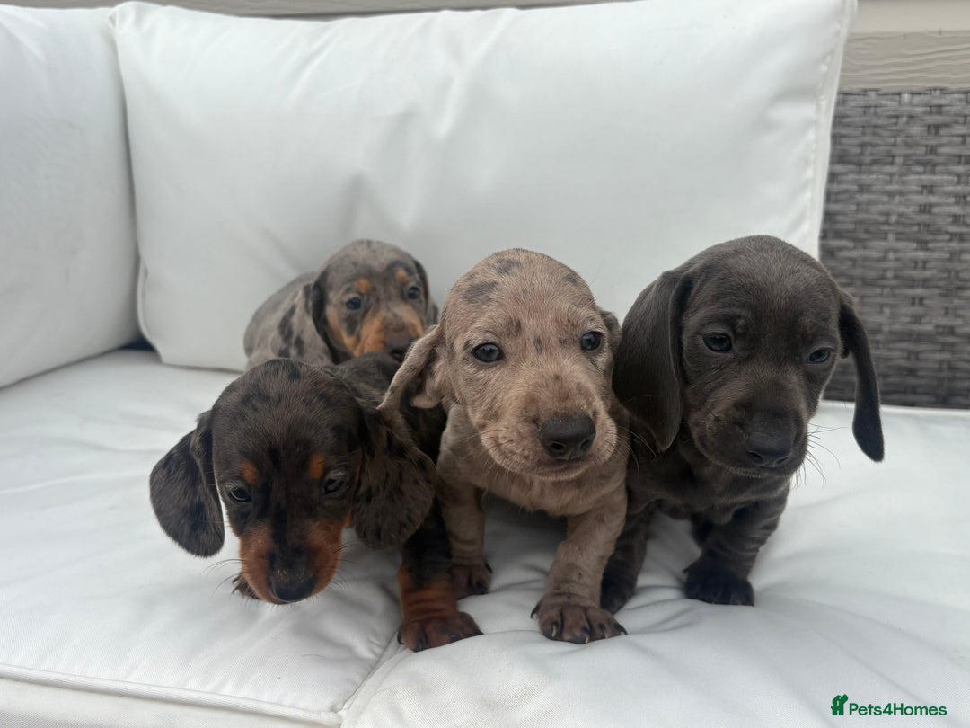Miniature Dachshund dogs for sale: Beautiful babies - Image 16