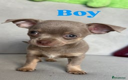 Chihuahua dogs for sale: Cute Chihuahua Pups - Image 9