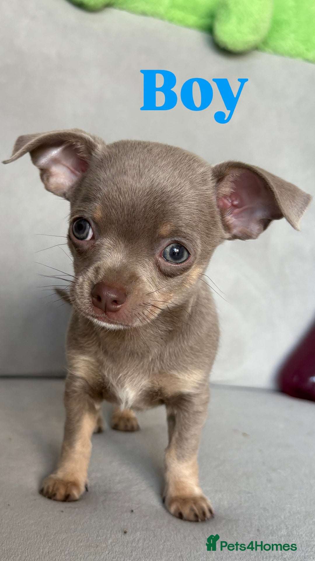 Chihuahua dogs for sale: Cute Chihuahua Pups - Image 9