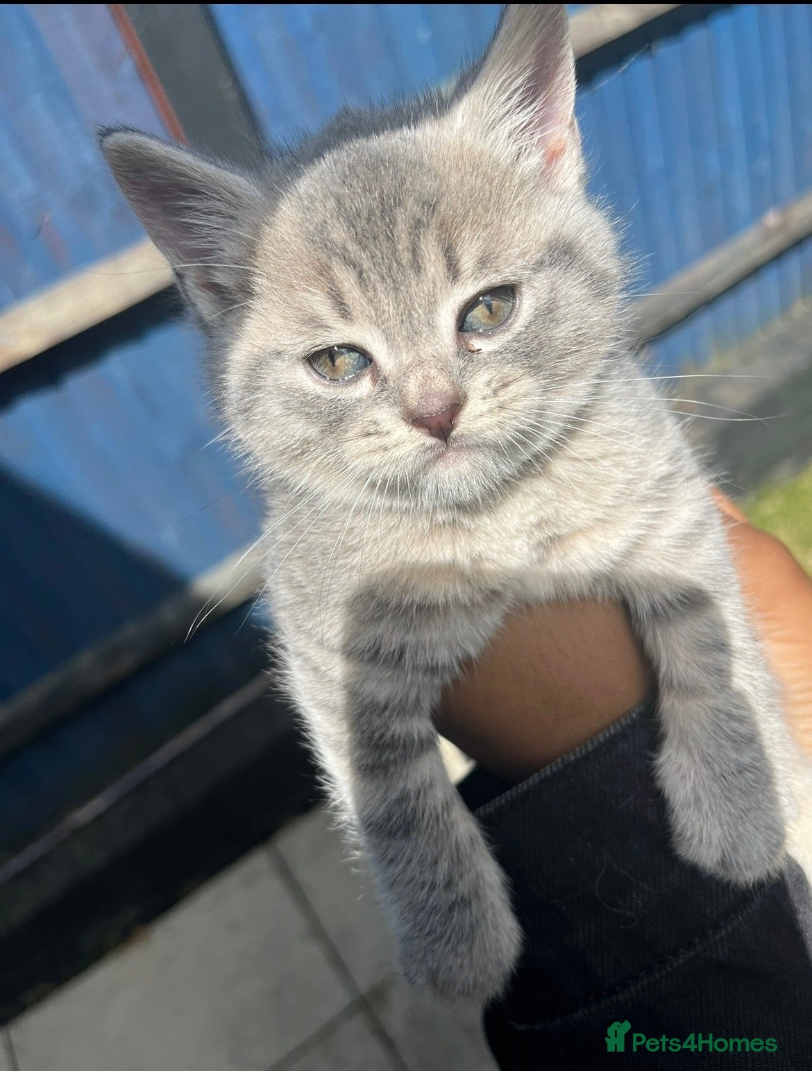 British Shorthair cats Beautiful discounted British Short Hair for sale  - Advert 1