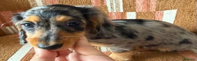 Miniature Dachshund Puppy 1