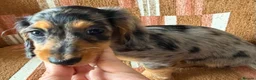Miniature Dachshund dogs for sale: KC registered Miniature Dachshund Puppies - Advert 11