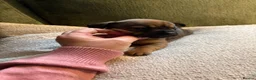 Mixed Breed dogs for sale: Miniature dachshund x French bulldog puppies  in Northampton - Advert 4