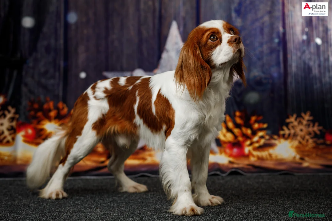 Cavalier King Charles Spaniel dogs for stud: 1st KC Registered Chocolate Cavalier Stud In UK!!  in Sutton Coldfield - Advert 3