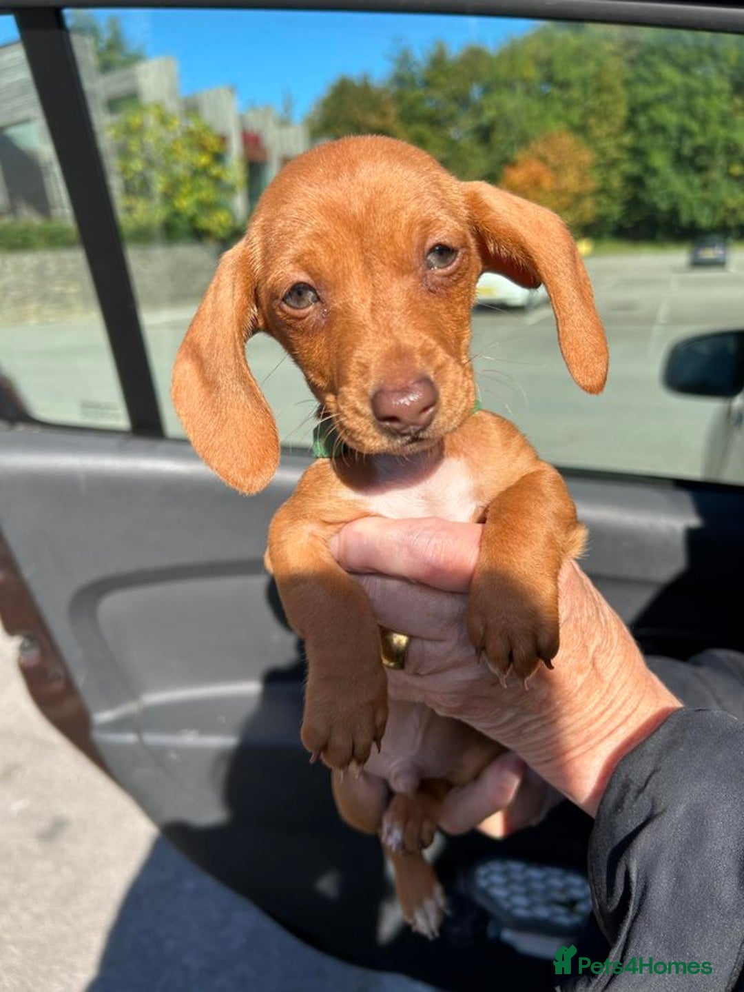 Dachshund dogs for sale: Ready now KC reg RED Dachshund puppies - Image 2