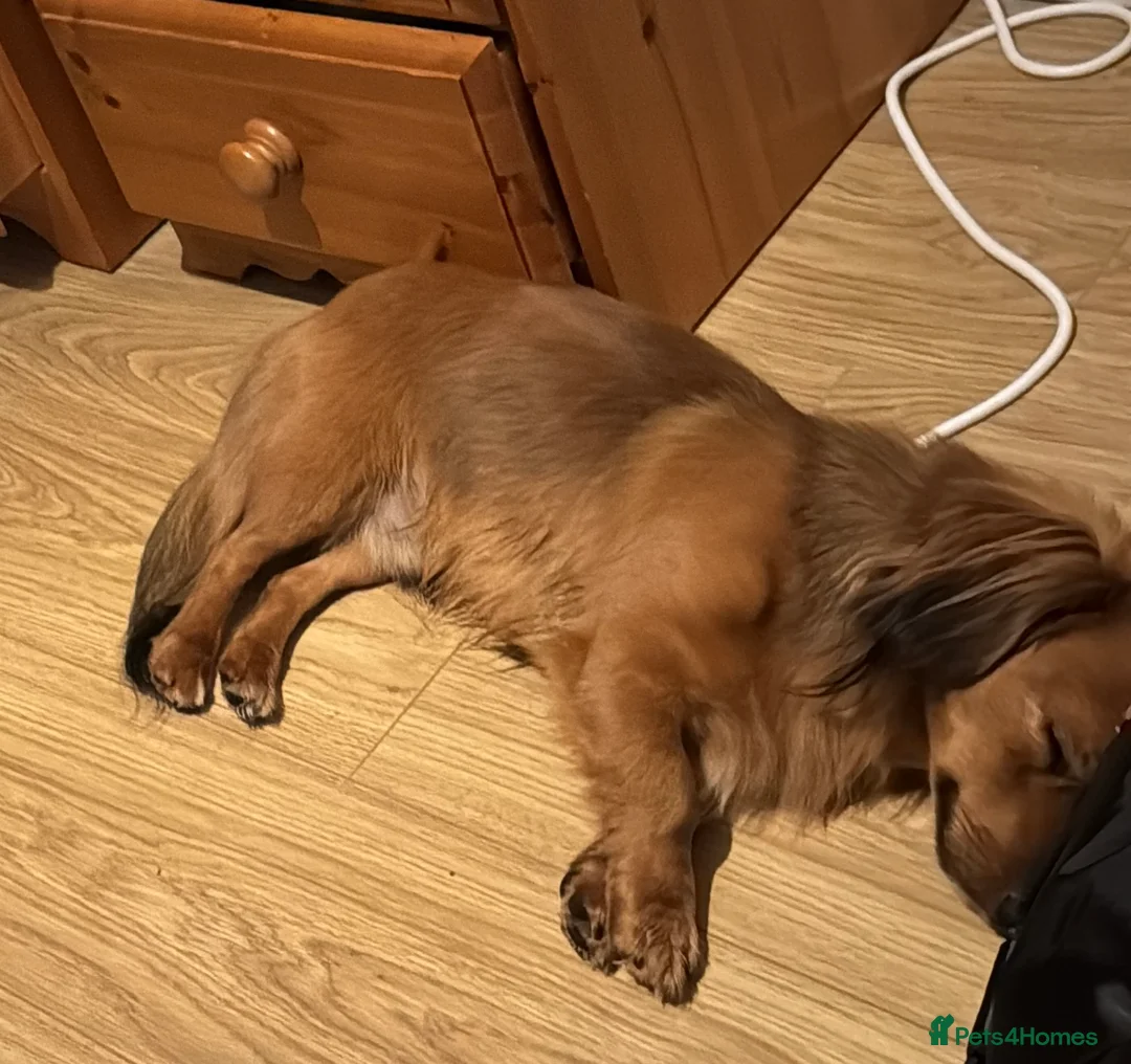 Mixed Breed dogs for stud: Long hair dachshund x for stud - Advert 3