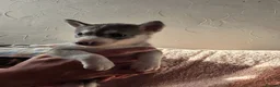 Siberian Husky dogs for sale: Siberian husky - Advert 9