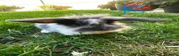 Lionhead rabbits for sale: Lionhead rabbits for sale  - Advert 14