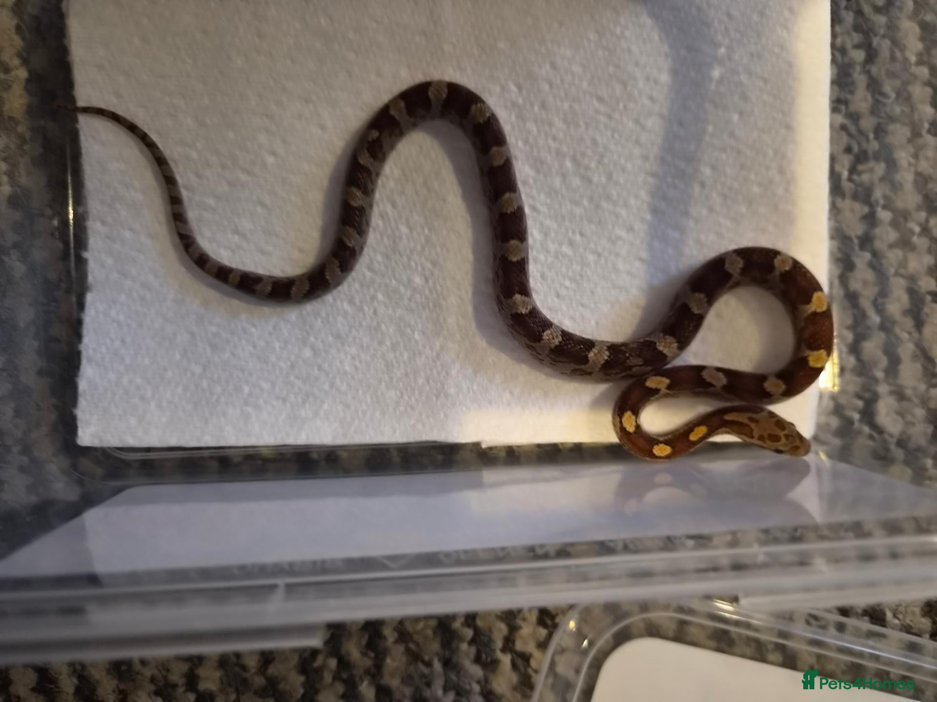 Corn Snake reptiles baby corn snakes - Advert 1