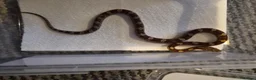 Corn Snake reptiles for sale: baby corn snakes in Great Yarmouth - Advert 1