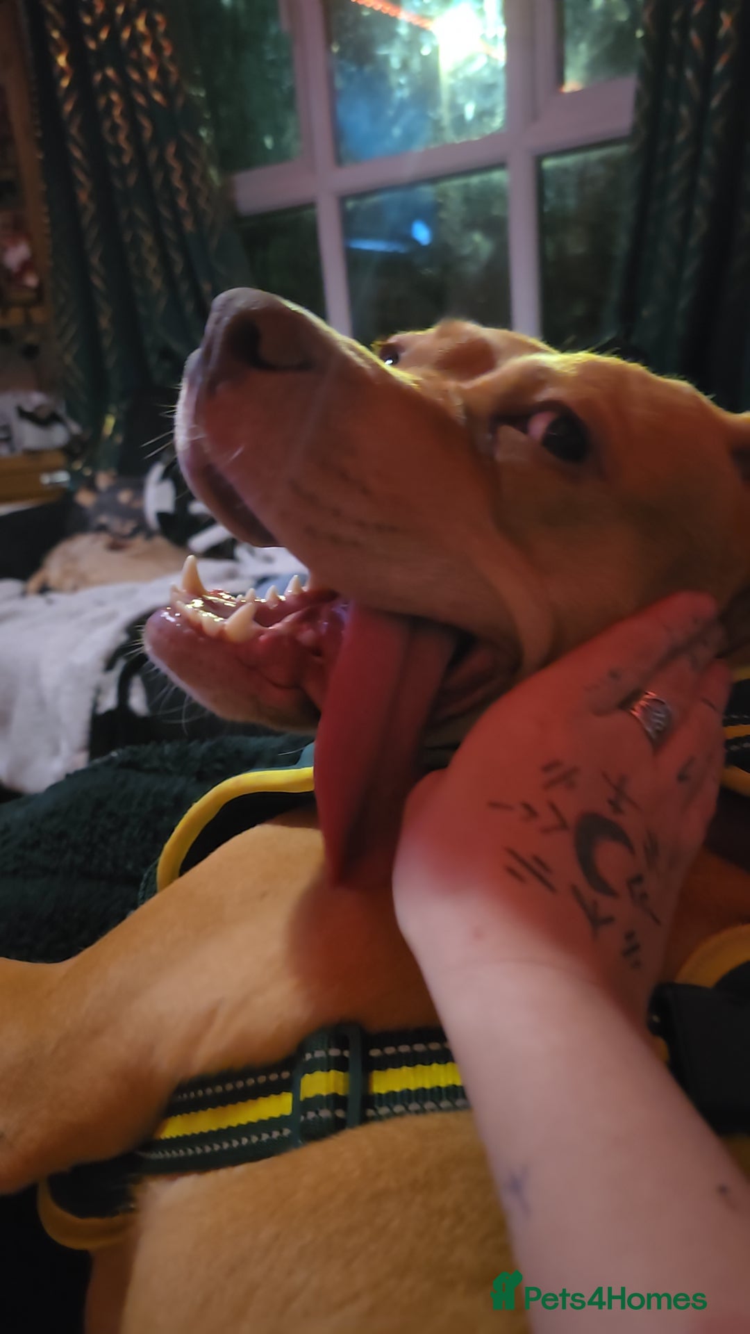 Mixed Breed dogs Lovely Female *please read description  - Advert 15