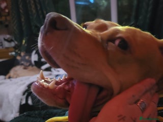 Mixed Breed dogs Lovely Female *please read description - Advert 18