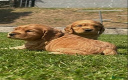 Cocker Spaniel dogs for sale: 💙🐶Adorable Cocker Spaniel Puppies 🐶💙  - Image 2