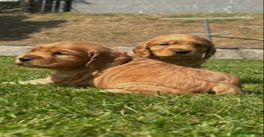 Cocker Spaniel dogs - Advert 3