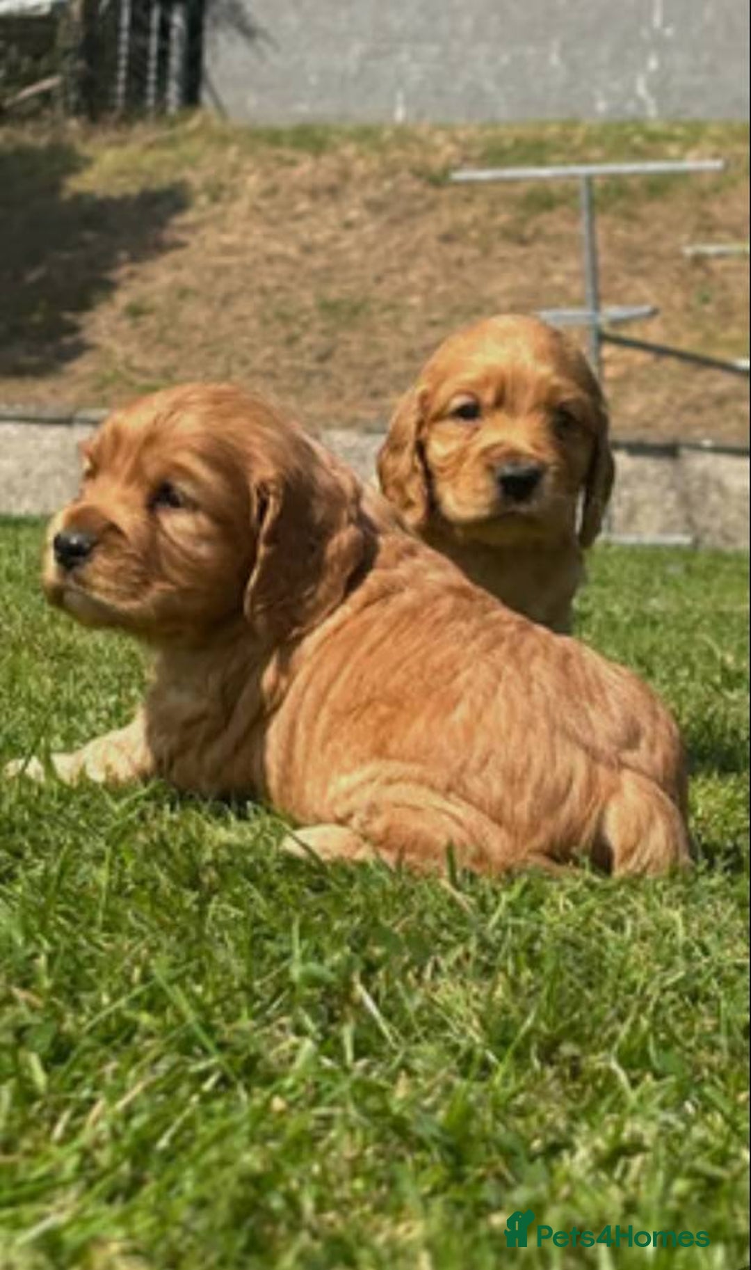 Cocker Spaniel dogs for sale: 💙🐶Adorable Cocker Spaniel Puppies 🐶💙  - Image 2
