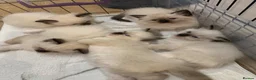 Ragdoll cats for sale: 🐾 Six Adorable Purebred Ragdoll Kittens 🐾 - Advert 20