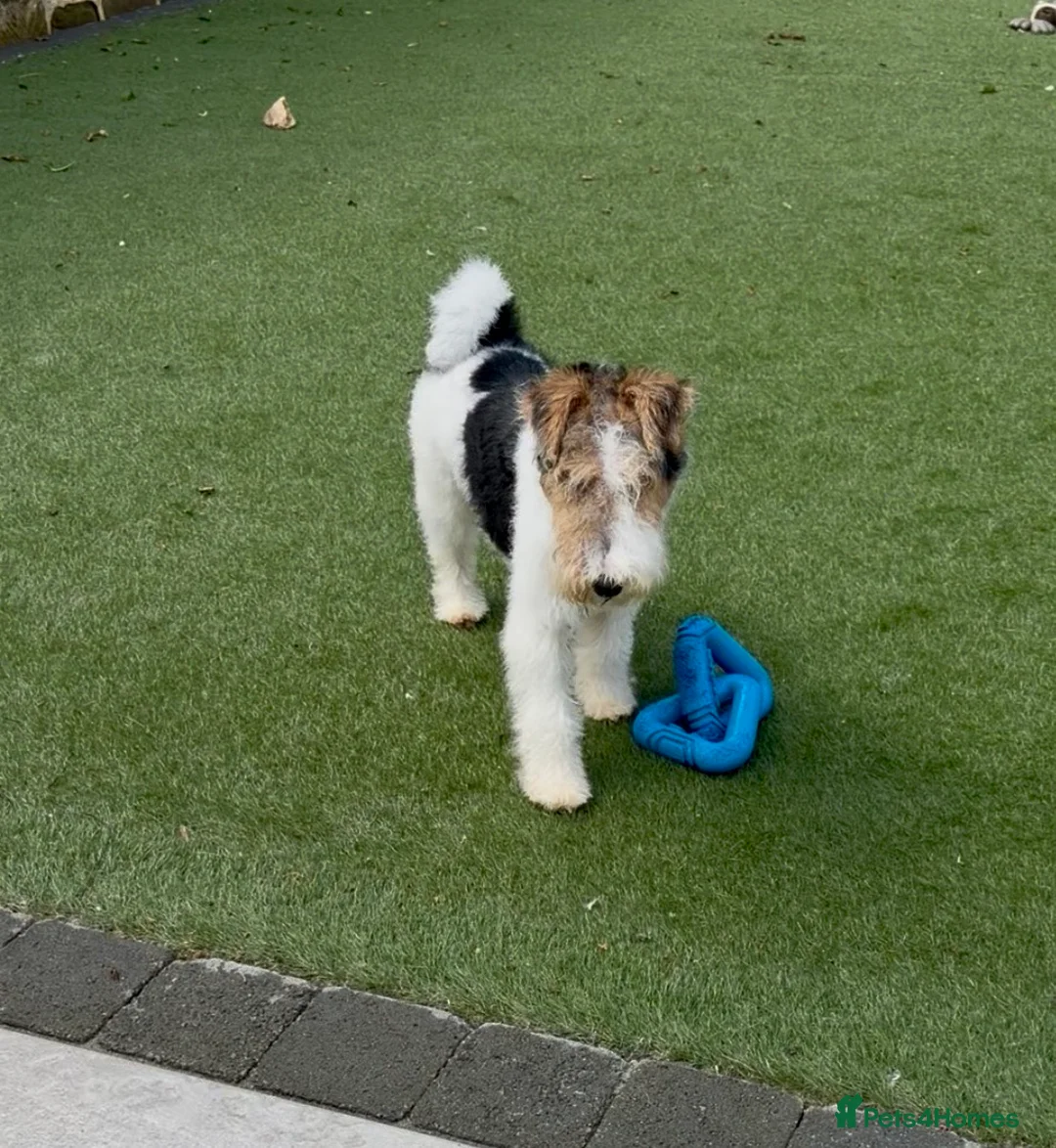 Fox Terrier dogs for sale: One female fox terrier  - Advert 1