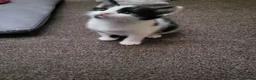 Mixed Breed cats for sale: 3 male black and white kittens 😸  - Advert 5