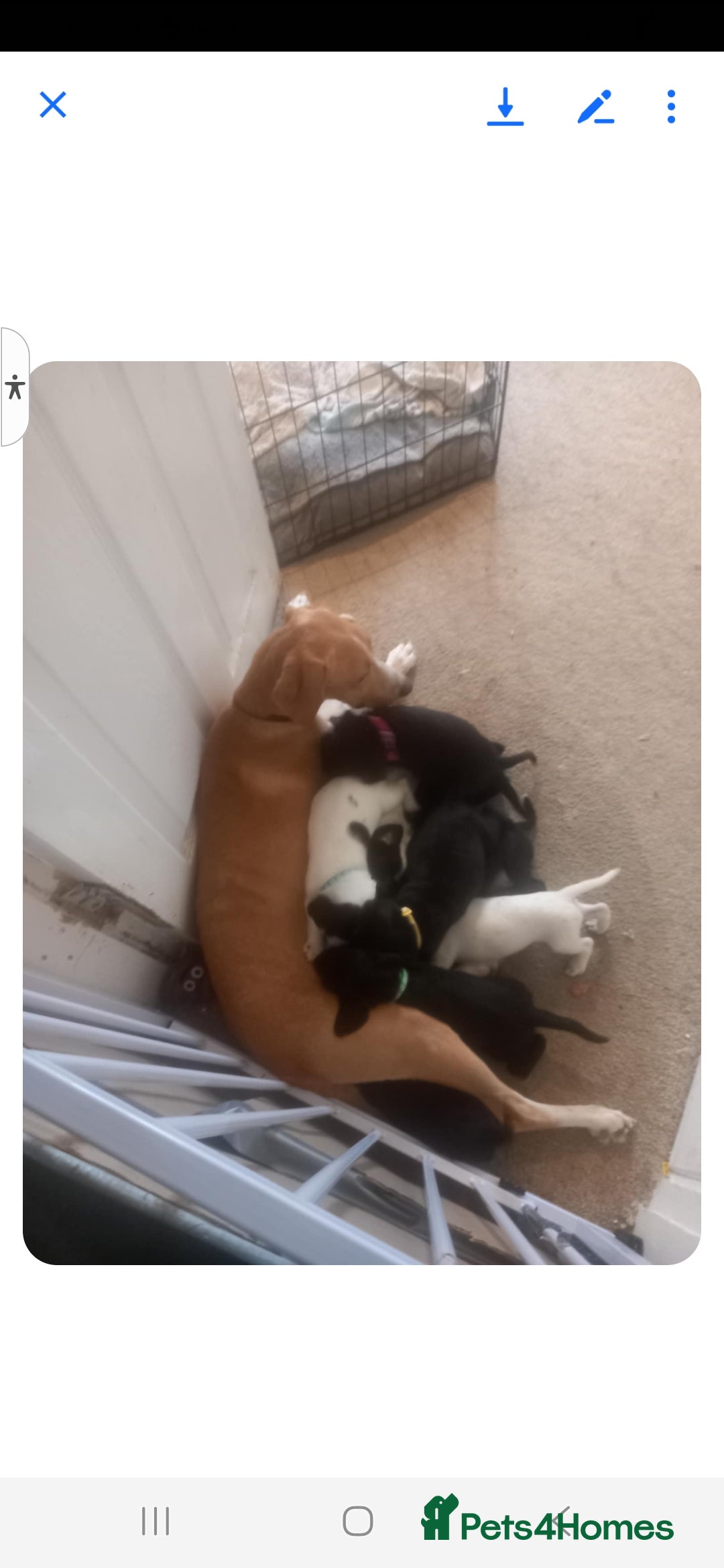 Mixed Breed dogs Splurcherpoo puppys - Advert 3