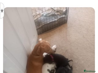 Mixed Breed dogs - Advert 20