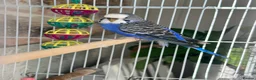 Budgerigars birds for sale: Female budgie with cage - Advert 1