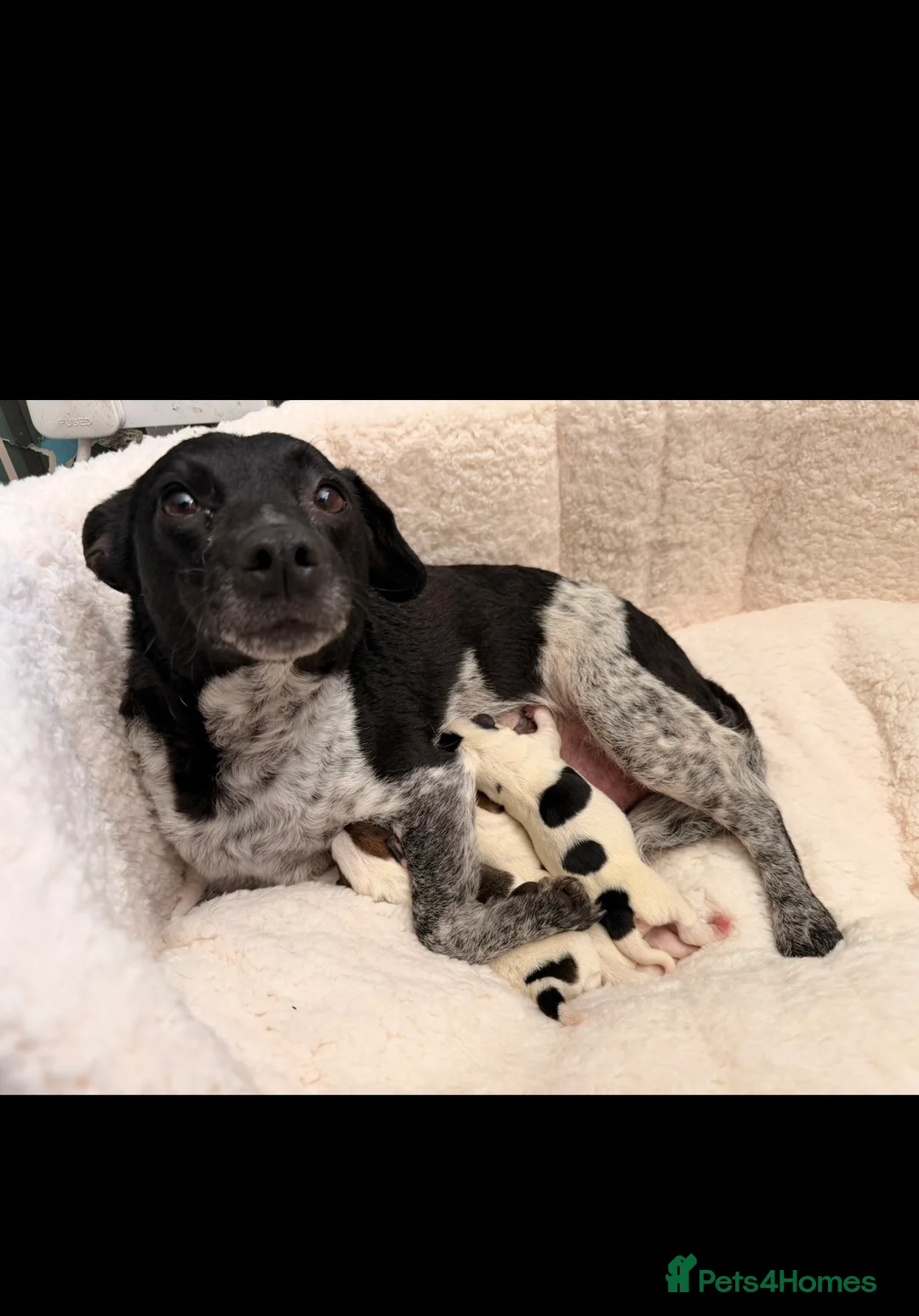 Jack Russell dogs for sale: ***Traditional Jack Russell*** - Advert 5