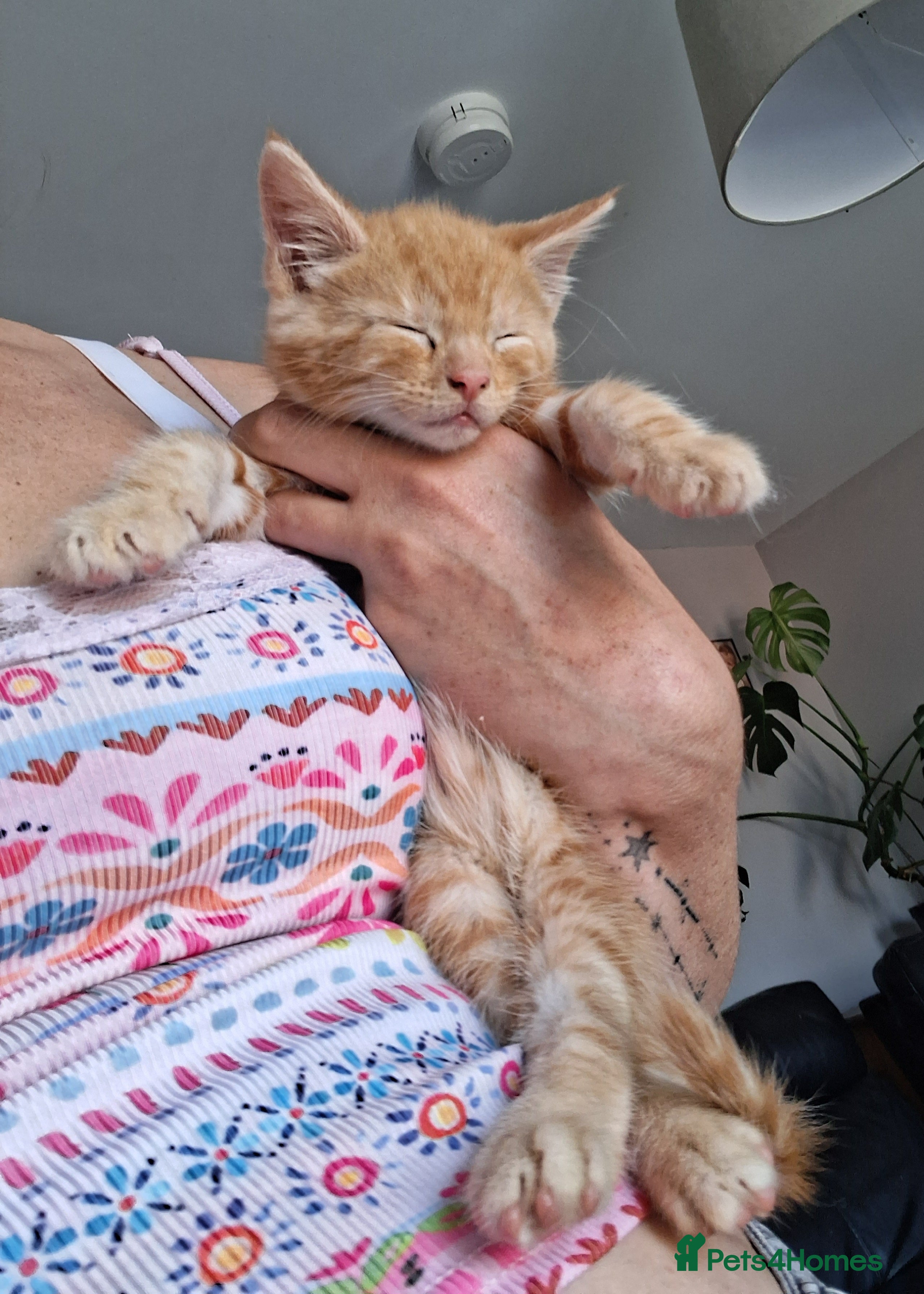 Maine Coon cats 4 maincoon babies  - Advert 4