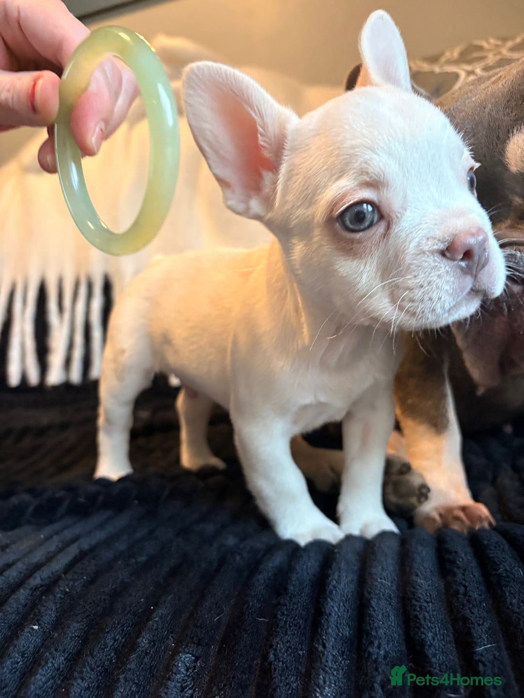 French Bulldog dogs for sale: 5 French bulldog puppies. Pied fluffy - Advert 24