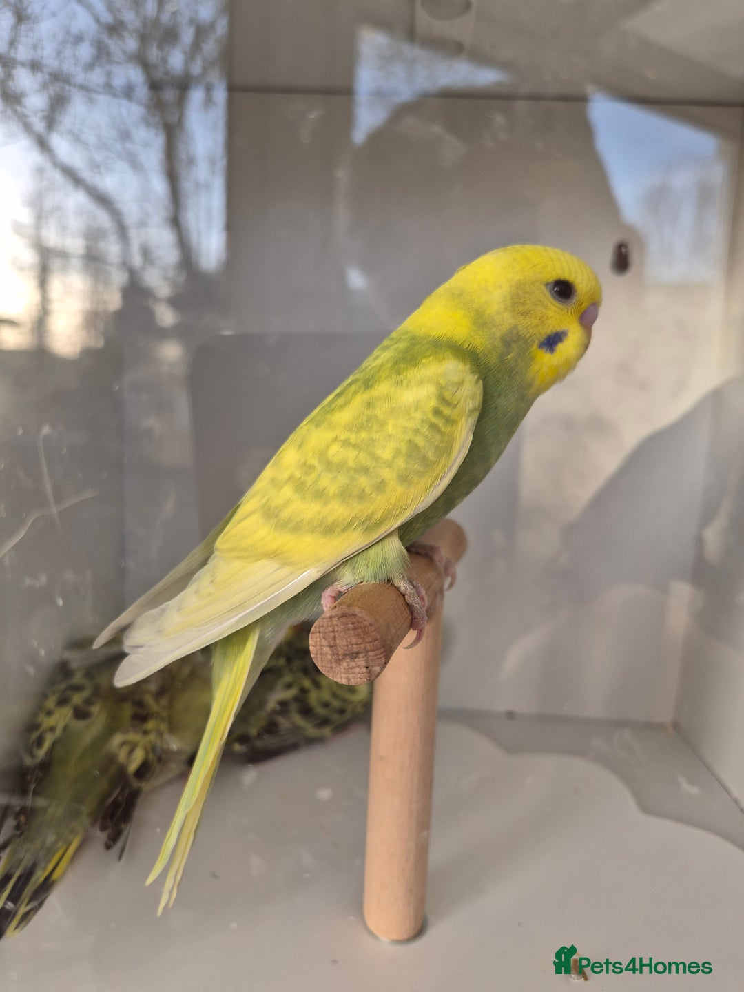 Budgerigars birds for sale: Baby Budgies - Advert 8