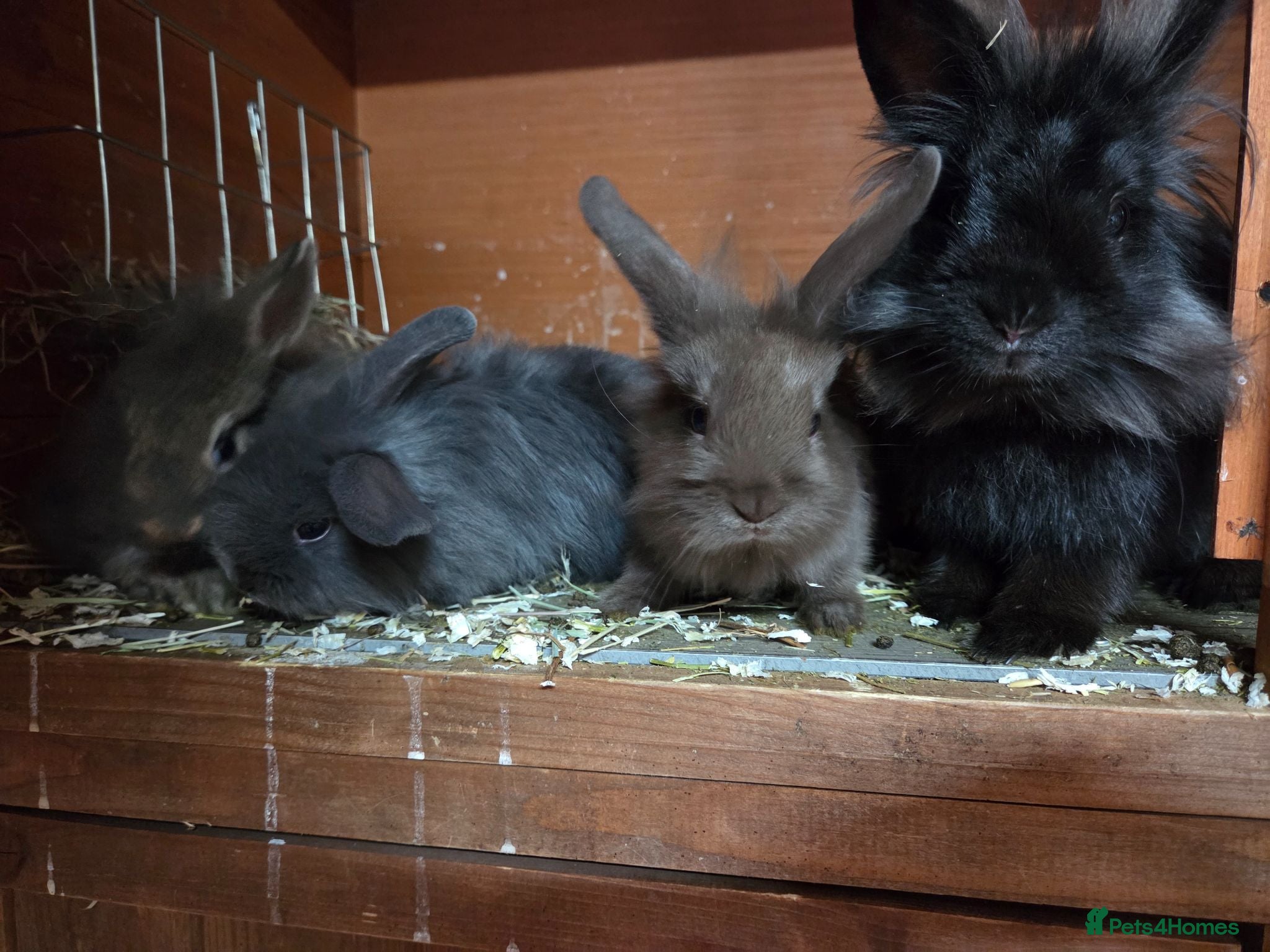 Lionhead rabbits Lion head Babies ready 1st aug - Advert 2