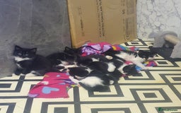 Mixed Breed cats for sale: Beautiful Black & White Tuxedo Kittens - Image 5