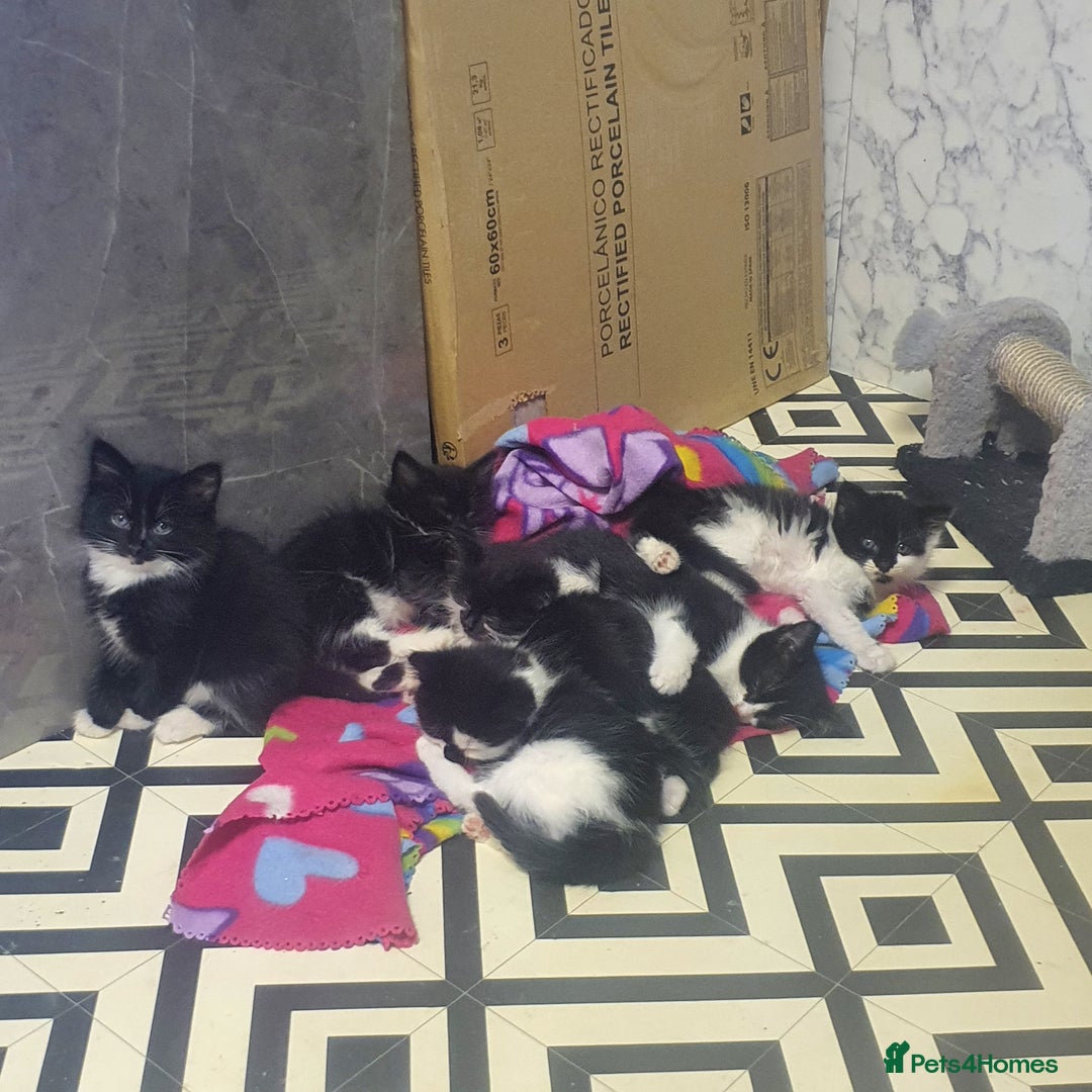 Mixed Breed cats for sale: Beautiful Black & White Tuxedo Kittens - Image 5