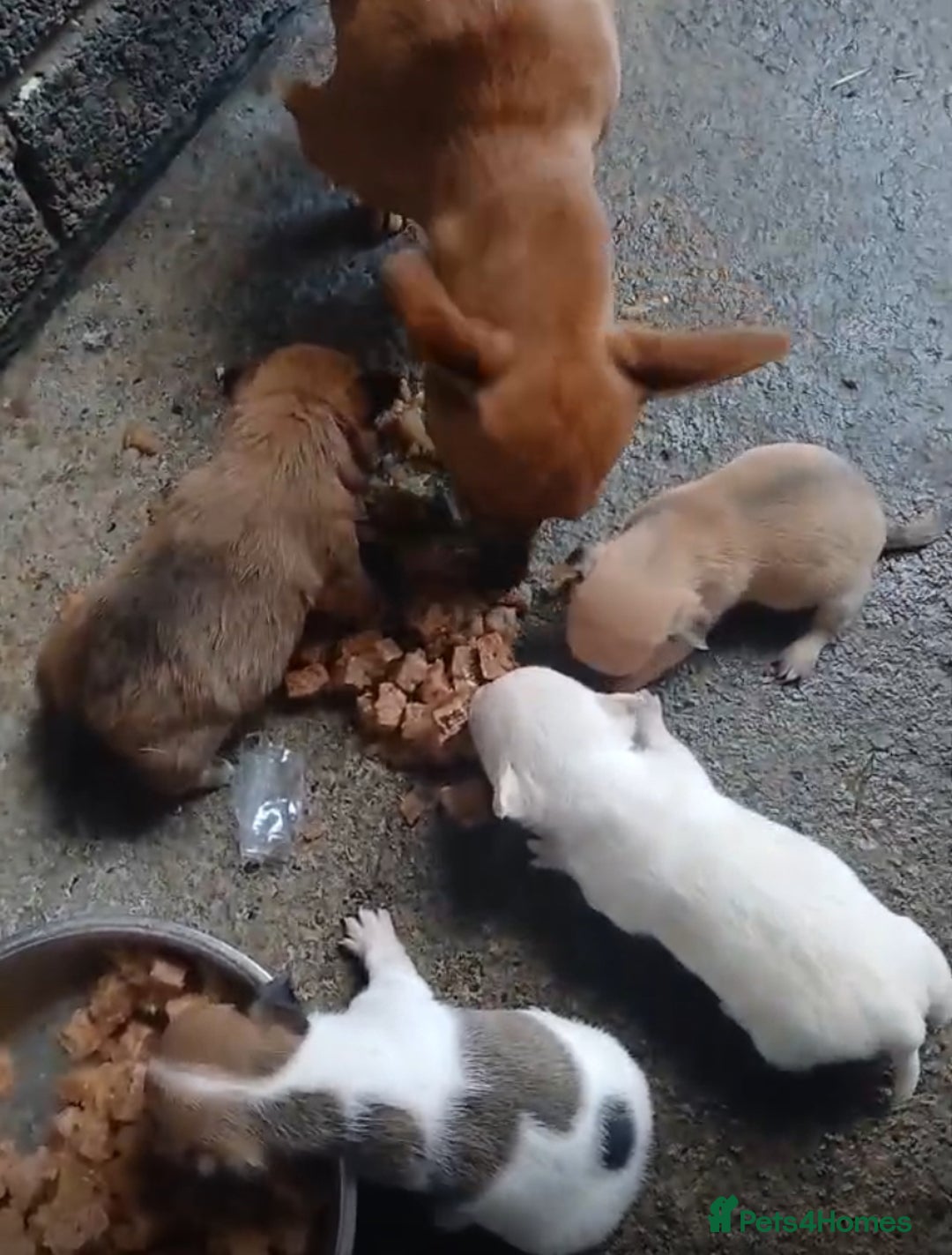 Chihuahua dogs for sale: 3 beautiful chihuahua puppies  - Advert 2