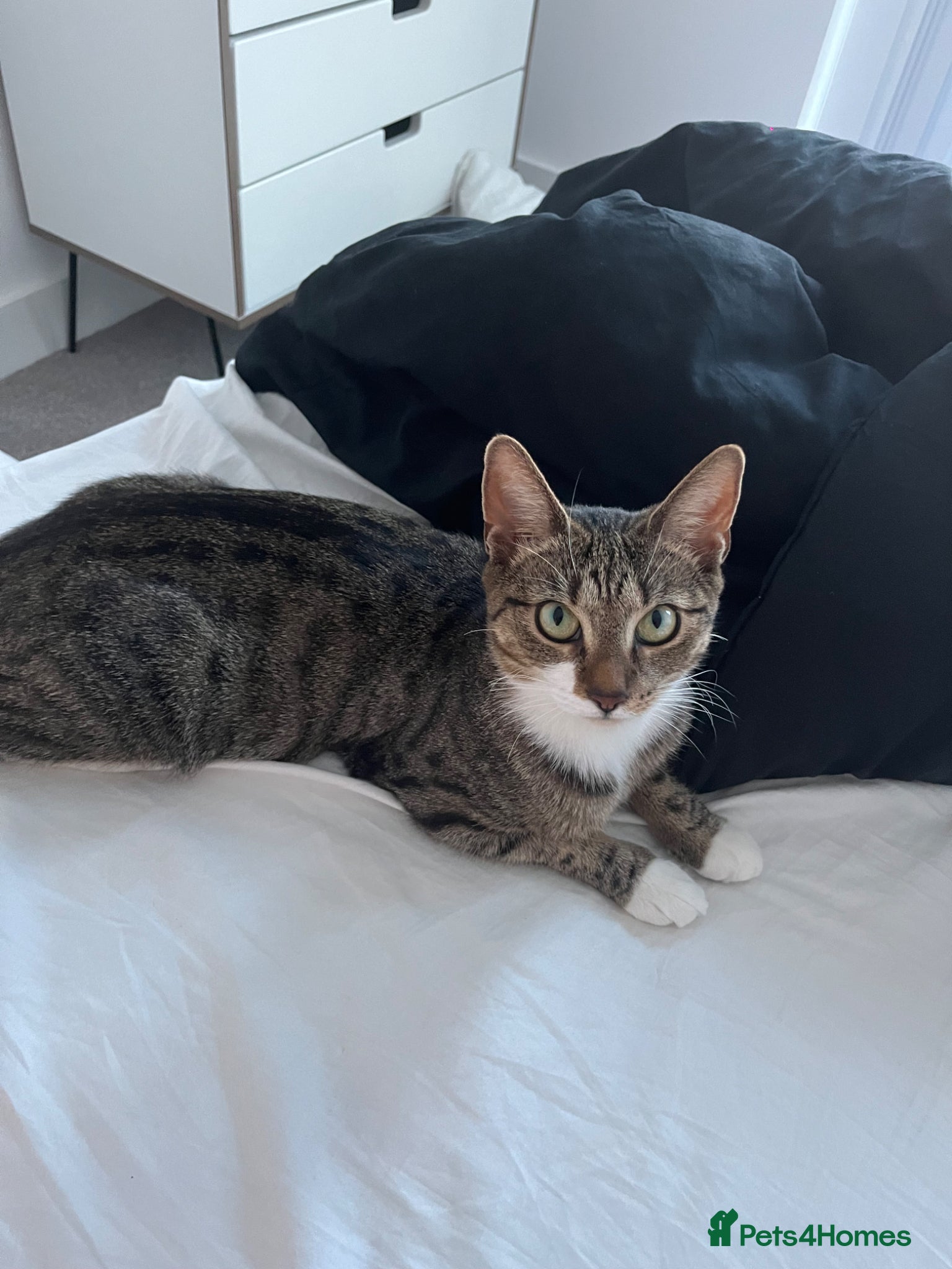 Mixed Breed cats Kittens ready end of April - Advert 18